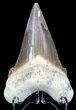 Auriculatus Shark Tooth - Dakhla, Morocco (Restored) #58420-1
